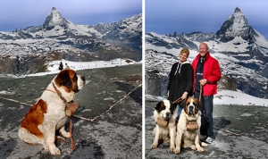 Turistas y san bernardos junto al monte Matterhorn (Cervino)